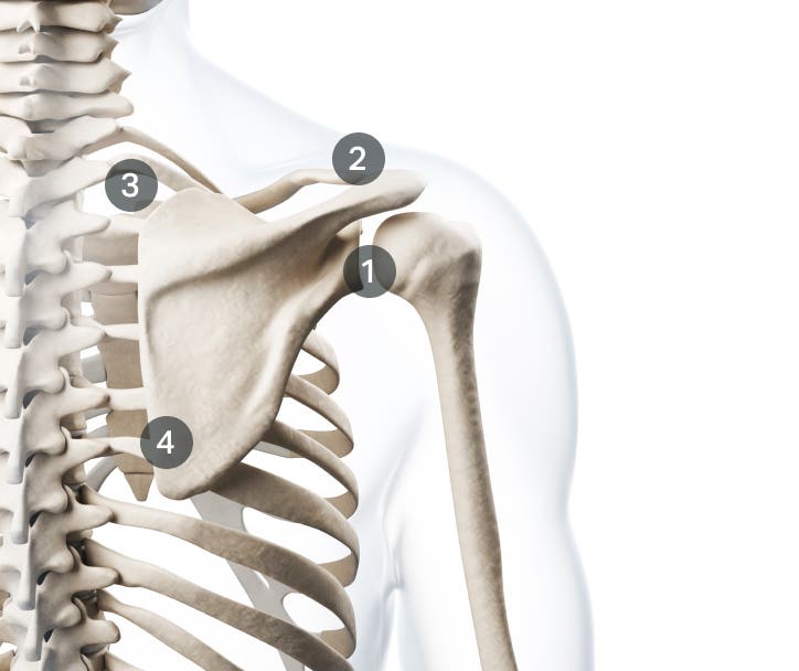 shoulder-joints-2.jpg