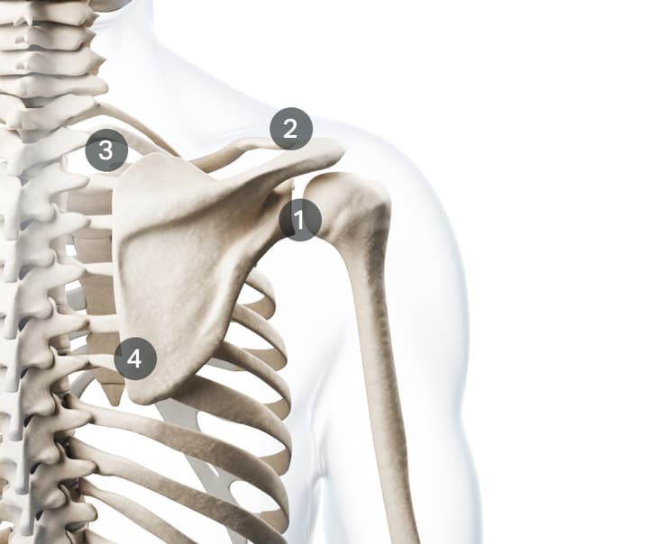 shoulder-joints-2.jpg