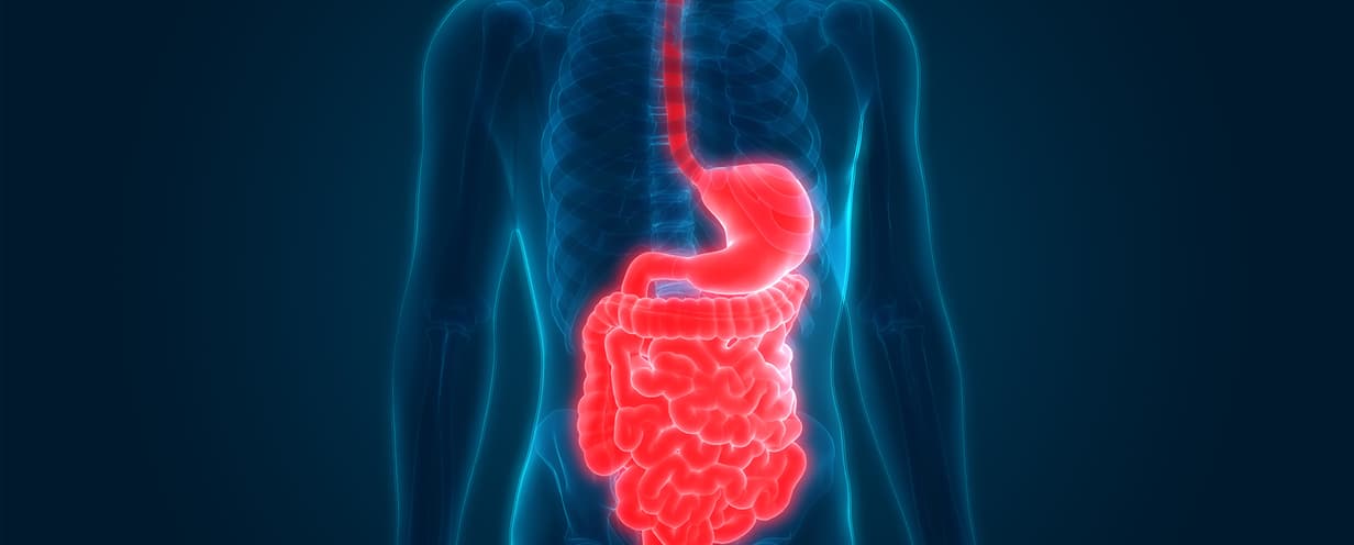 Header DigestiveTract