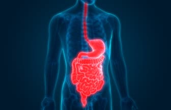 Header DigestiveTract
