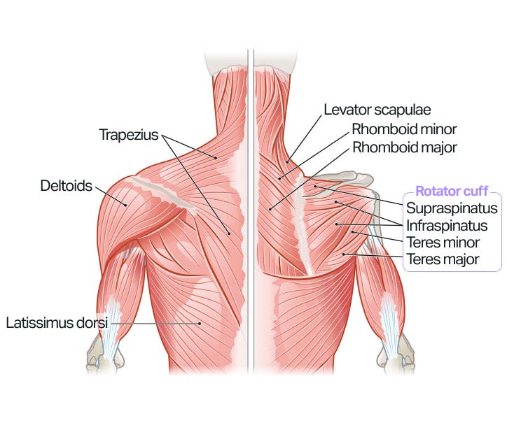 shoulder-muscles-1.jpg
