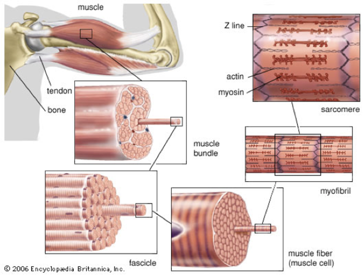estructura muscular