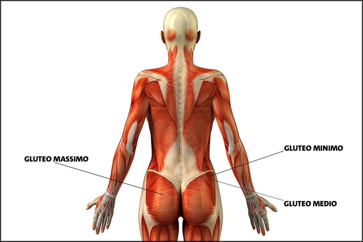 glutes