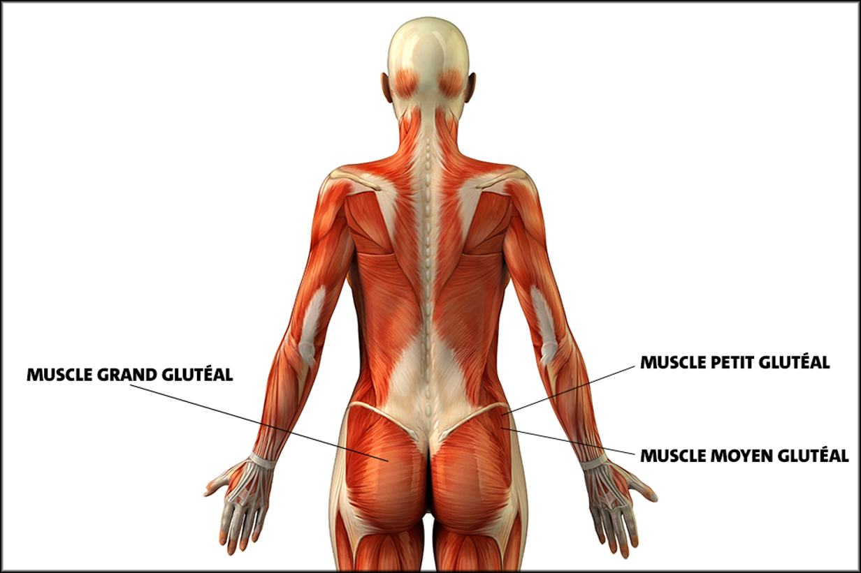 glutes