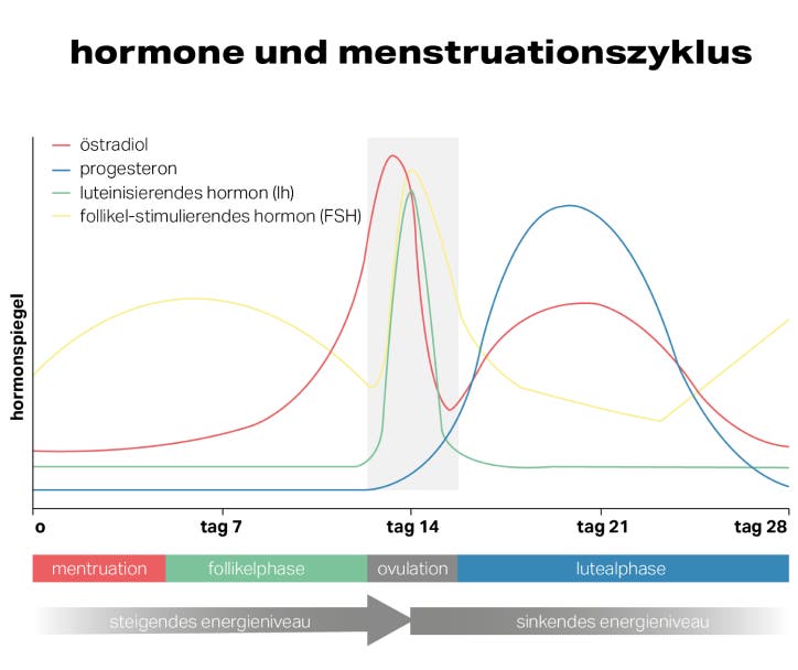hormones-menstrual-cycle_DE.png