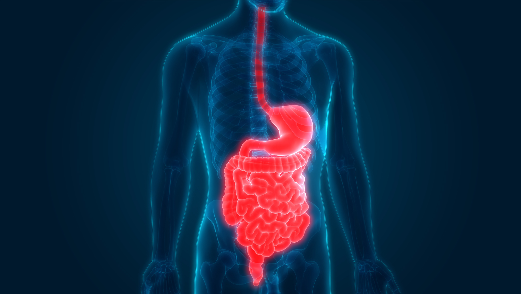 Header DigestiveTract