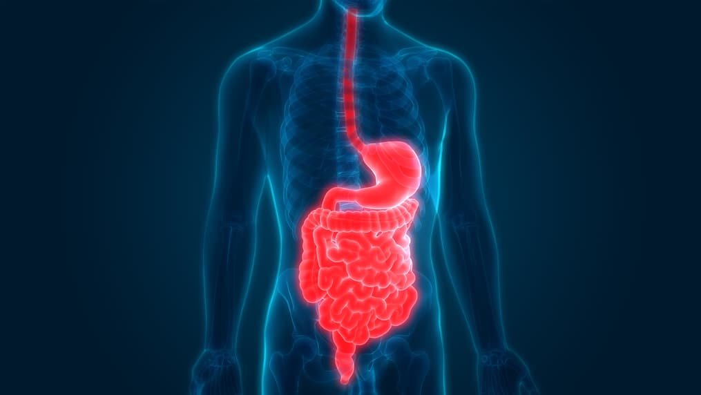 Header DigestiveTract