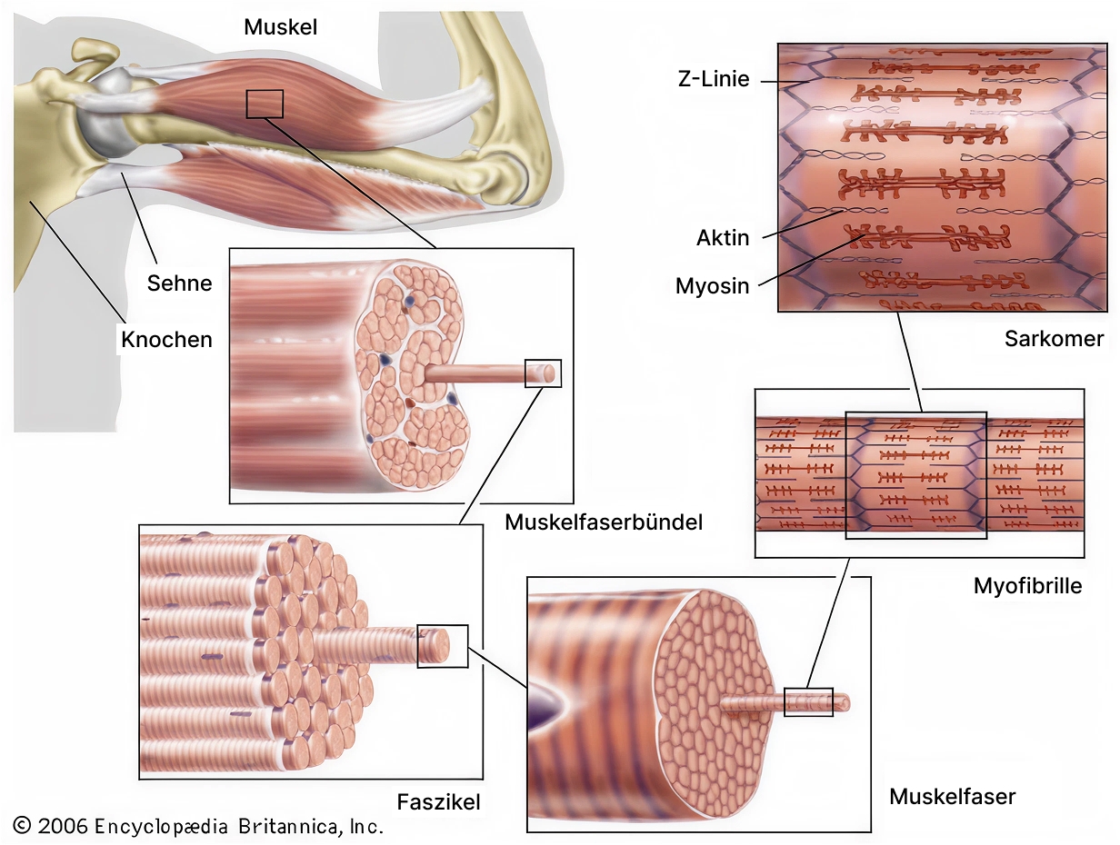 muscle-anatomy-myofibrils-sarcomere-DE.jpg