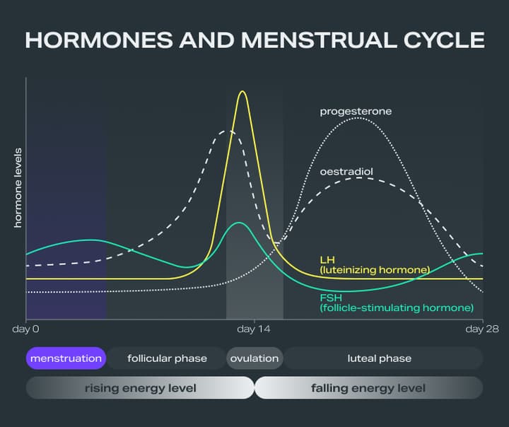 hormones-mentrual-cycle_PT.png