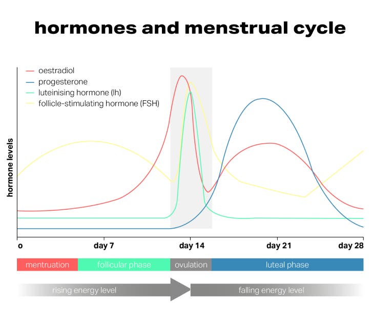 hormones-menstrual-cycle_EN.png