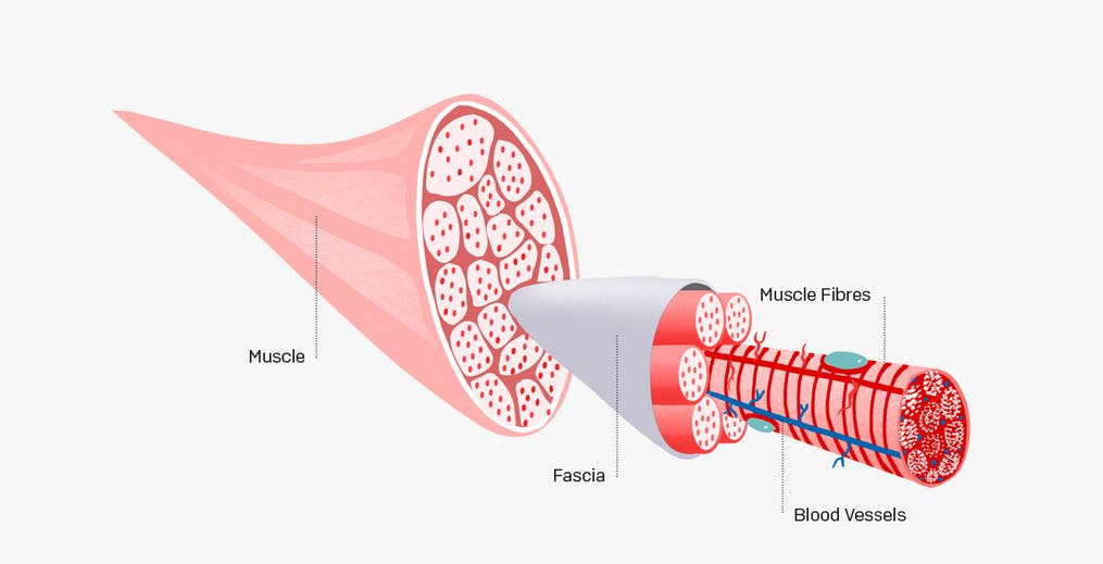 [Illustration showing fascia]