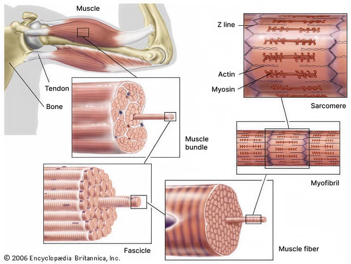 muscle-anatomy-myofibrils-sarcomere.jpg