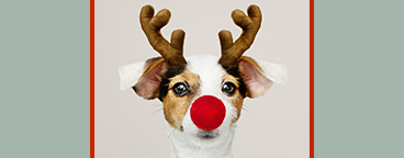 Pet Photo Nights with Santa