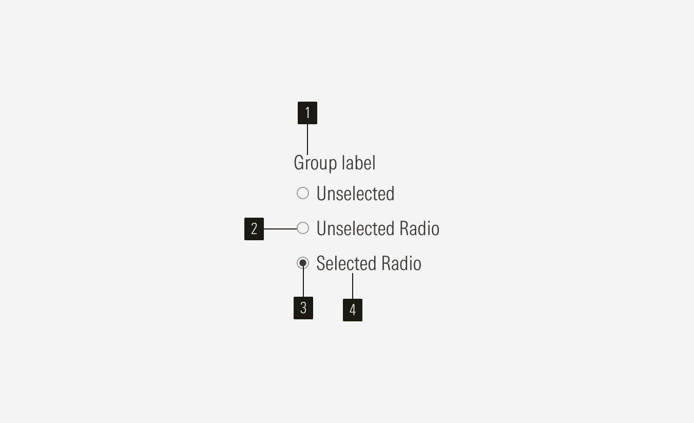 Radio Anatomy