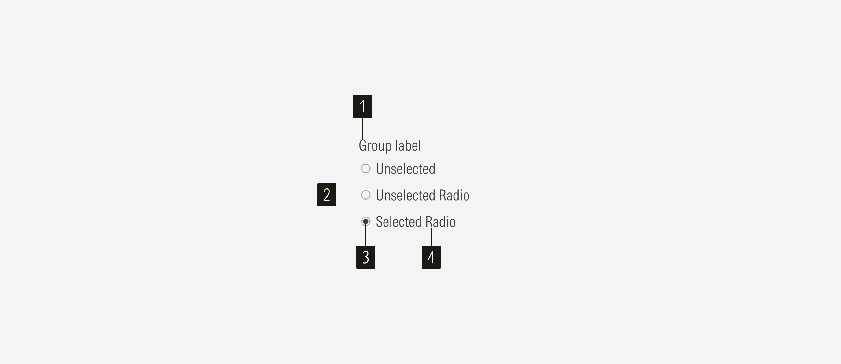 Radio Anatomy