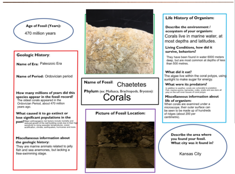 Information poster about Chaetetes corals, including geologic history, life history of organism, and fossil details with images.
