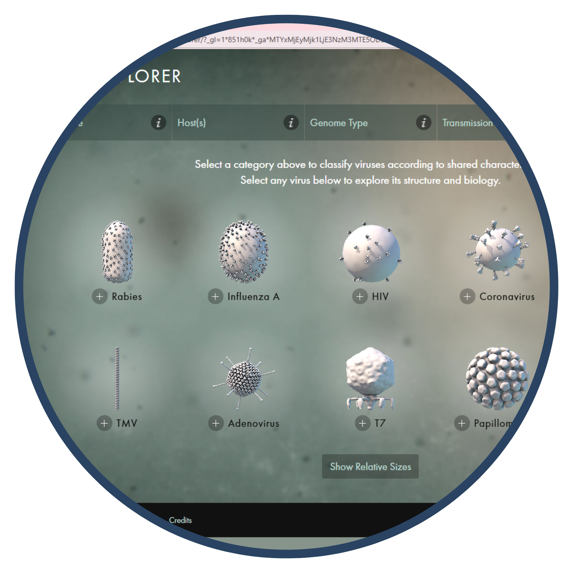 A zoomed-in view of an interactive virus explorer interface displaying various types of viruses including Rabies, Influenza A, HIV, Coronavirus, TMV, Adenovirus, T7, and Papillomavirus.
