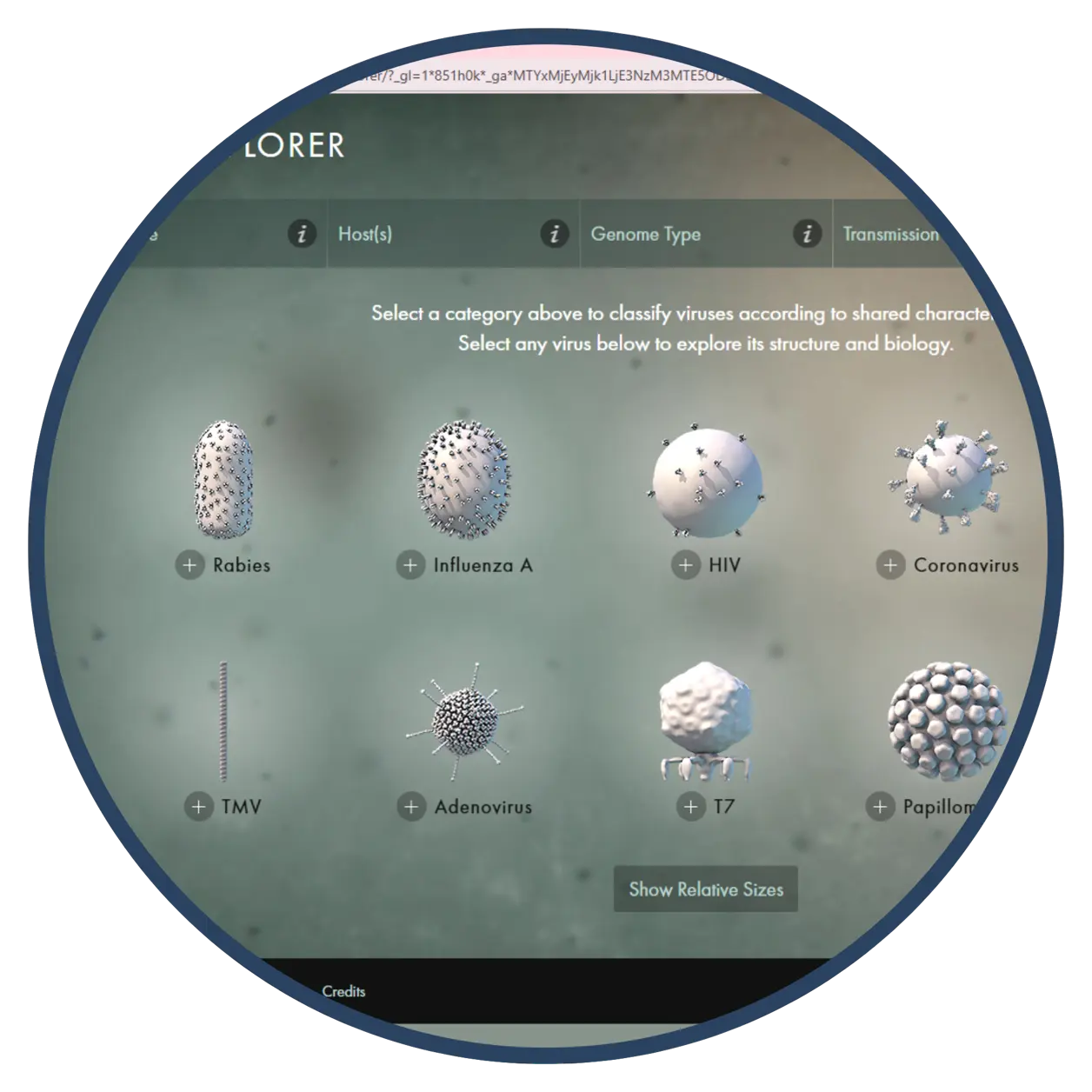 A zoomed-in view of an interactive virus explorer interface displaying various types of viruses including Rabies, Influenza A, HIV, Coronavirus, TMV, Adenovirus, T7, and Papillomavirus. A zoomed-in view of an interactive virus explorer interface displaying various types of viruses including Rabies, Influenza A, HIV, Coronavirus, TMV, Adenovirus, T7, and Papillomavirus.