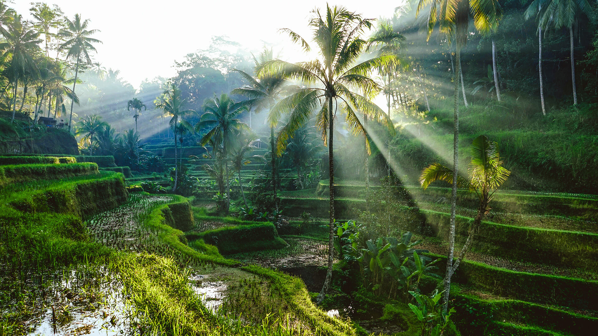 Trésors de Bali: entre temples, rizières et plages