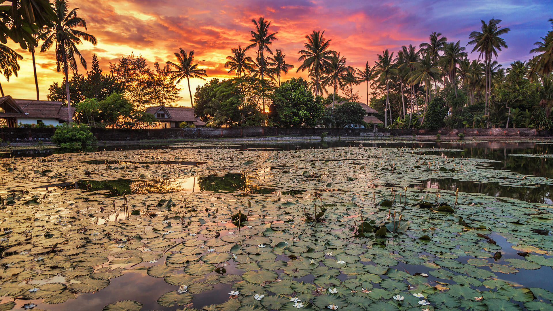 The ornamental Lotus Lagoon in Candidasa, Bali, covered in lotus flowers, surrounded by palm trees and Balinese houses at sunset.