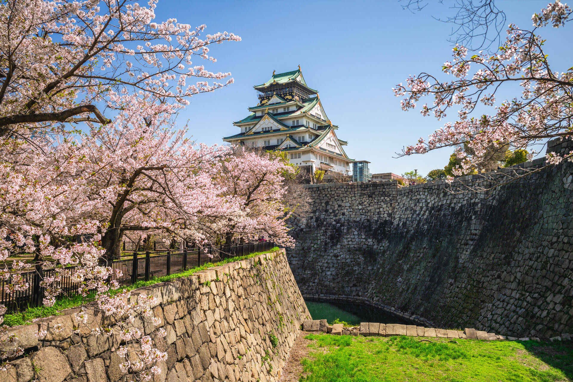 View of Osaka Castle from the Nishinomaru Garden in Japan, surrounded by blooming cherry blossoms and towering stone walls.