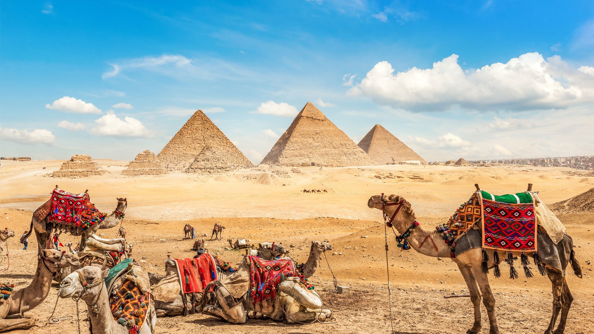 Camels in front of the Giza Pyramids in Egypt’s desert under a blue sky.