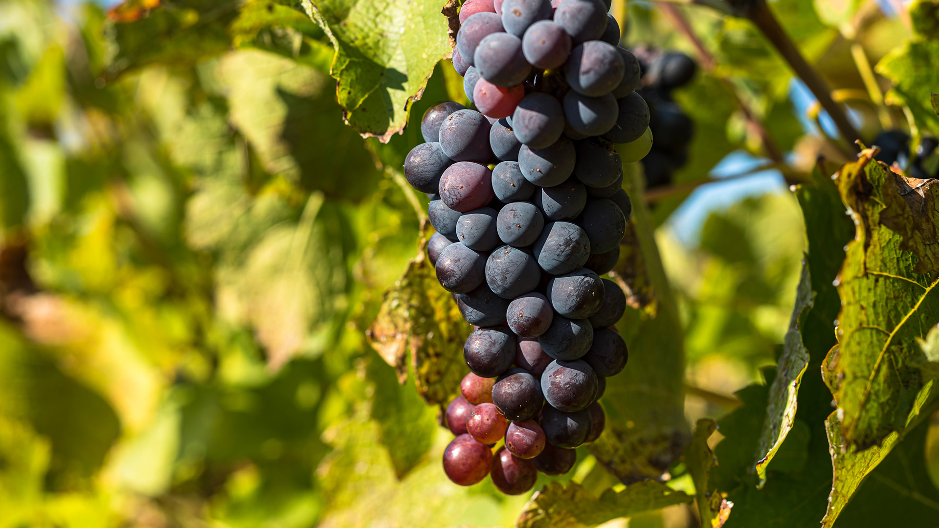Charmes italiens et mystères slovènes