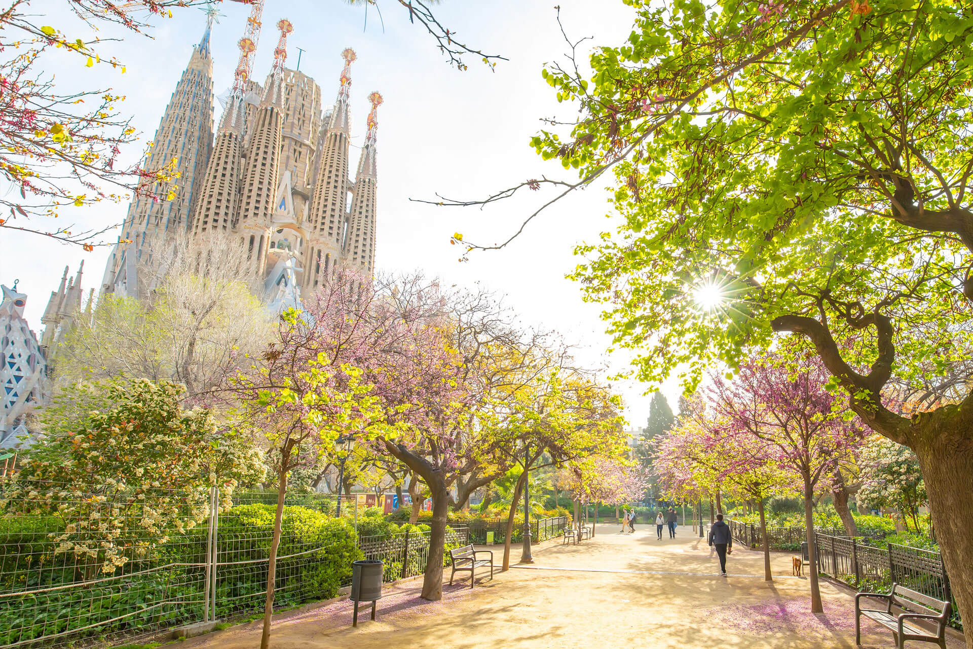 Vue de la Sagrada Família à Barcelone, en Espagne, depuis l’allée d’un parc bordée d’arbres en fleurs.