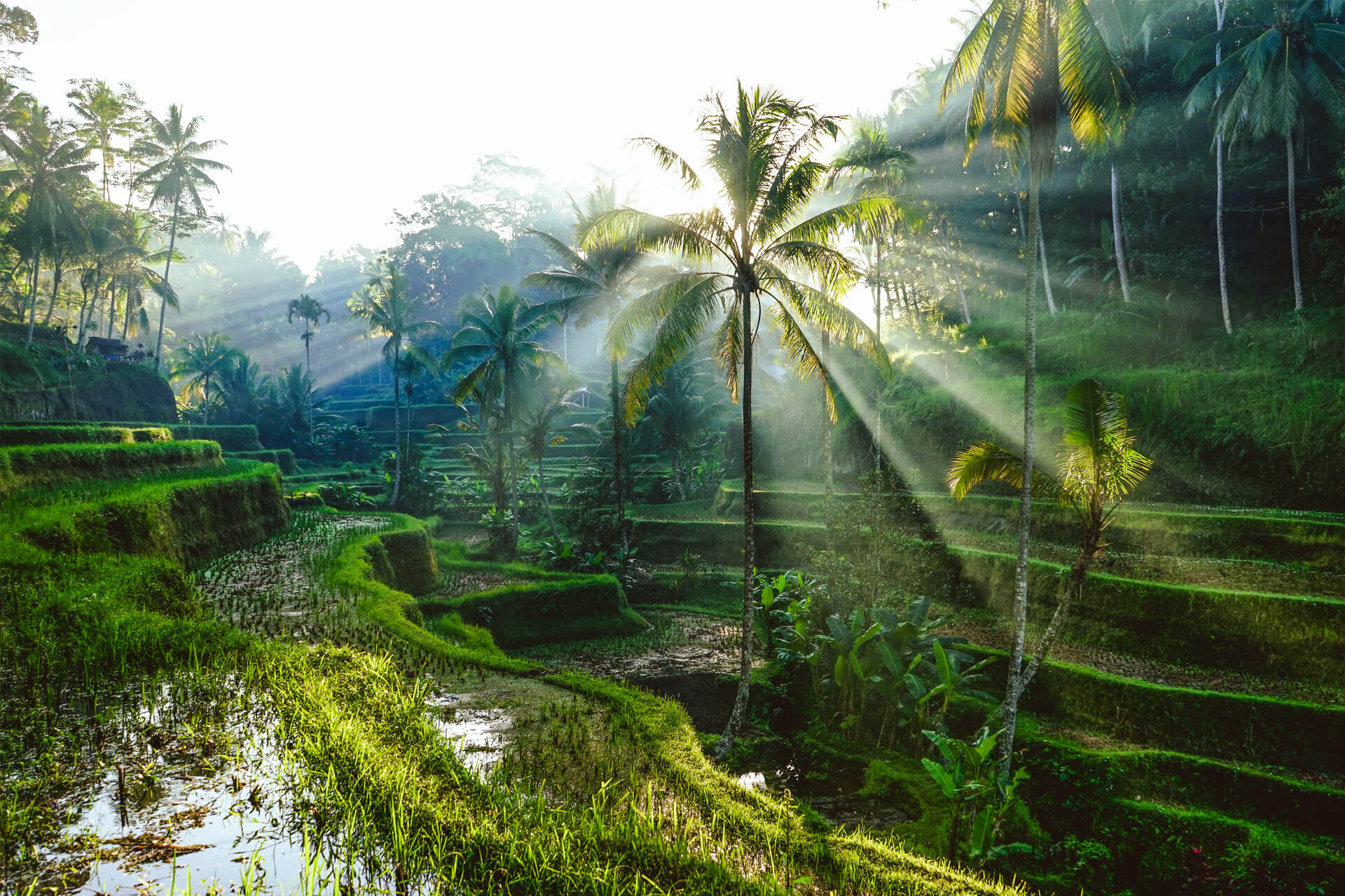 Tegallalang’s lush terraced rice fields in Bali, gently bathed in morning light filtering through the palm trees.