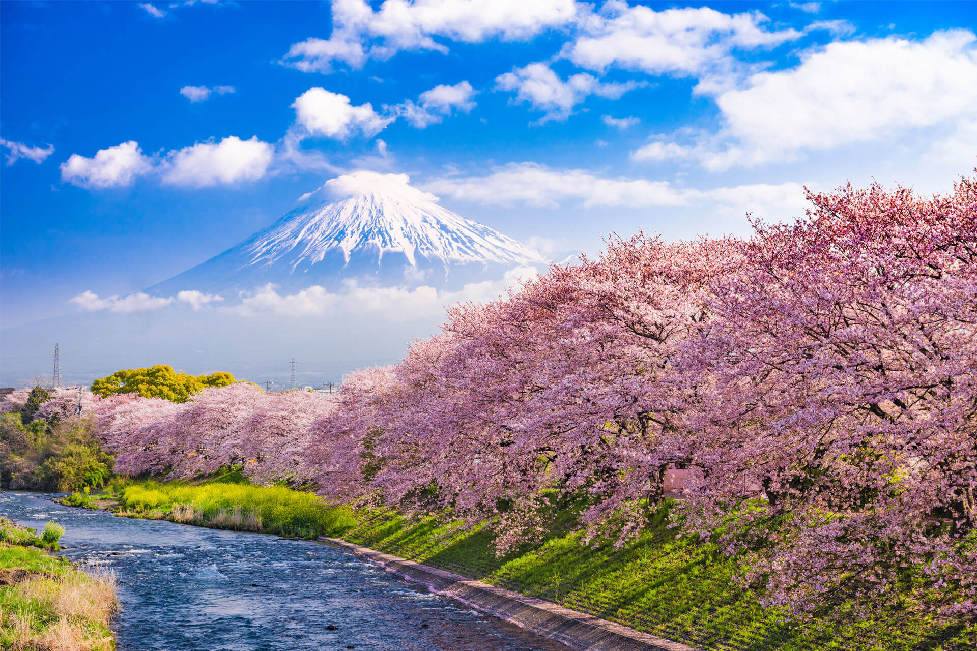 Le mont Fuji enneigé derrière des cerisiers en fleurs bordant une rivière, sous un ciel bleu parsemé de nuages.
