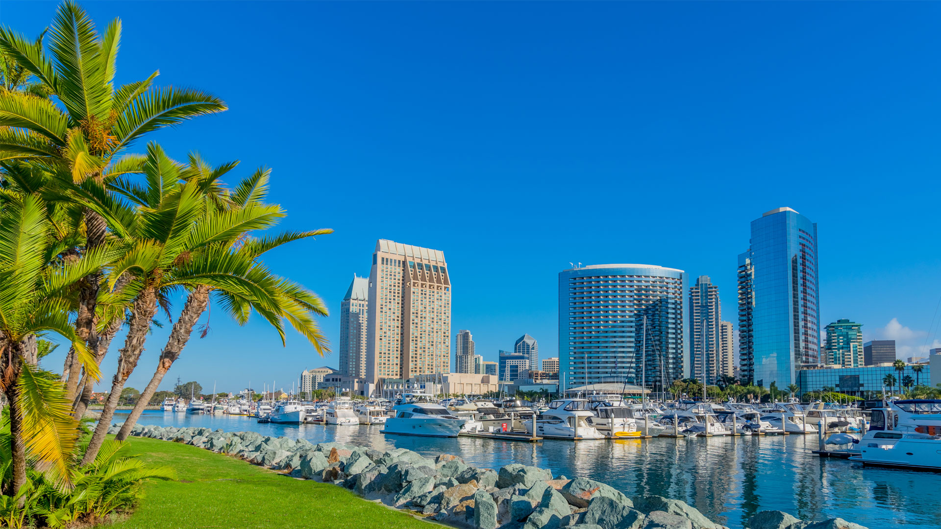 San Diego marina with docked boats, bright green palm trees, lush lawns, and modern skyscrapers in the background.
