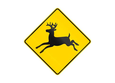 Road sign warning of animals on the road