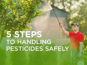 Man using a tool to spray pesticides on a tree