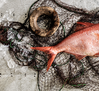 Fish Straight From The Boat