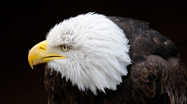 US Eagle Main