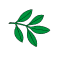 Leaf-4_2.png