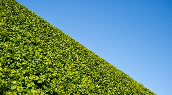 Hedge