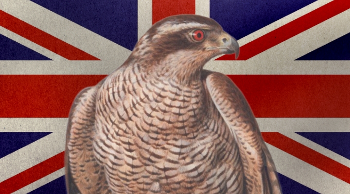 UK Hawk