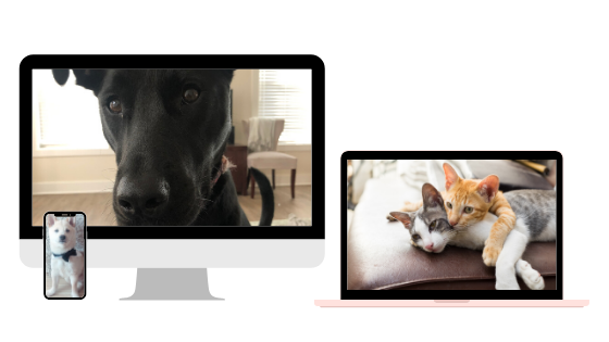 catsanddogs-560x315v2.png