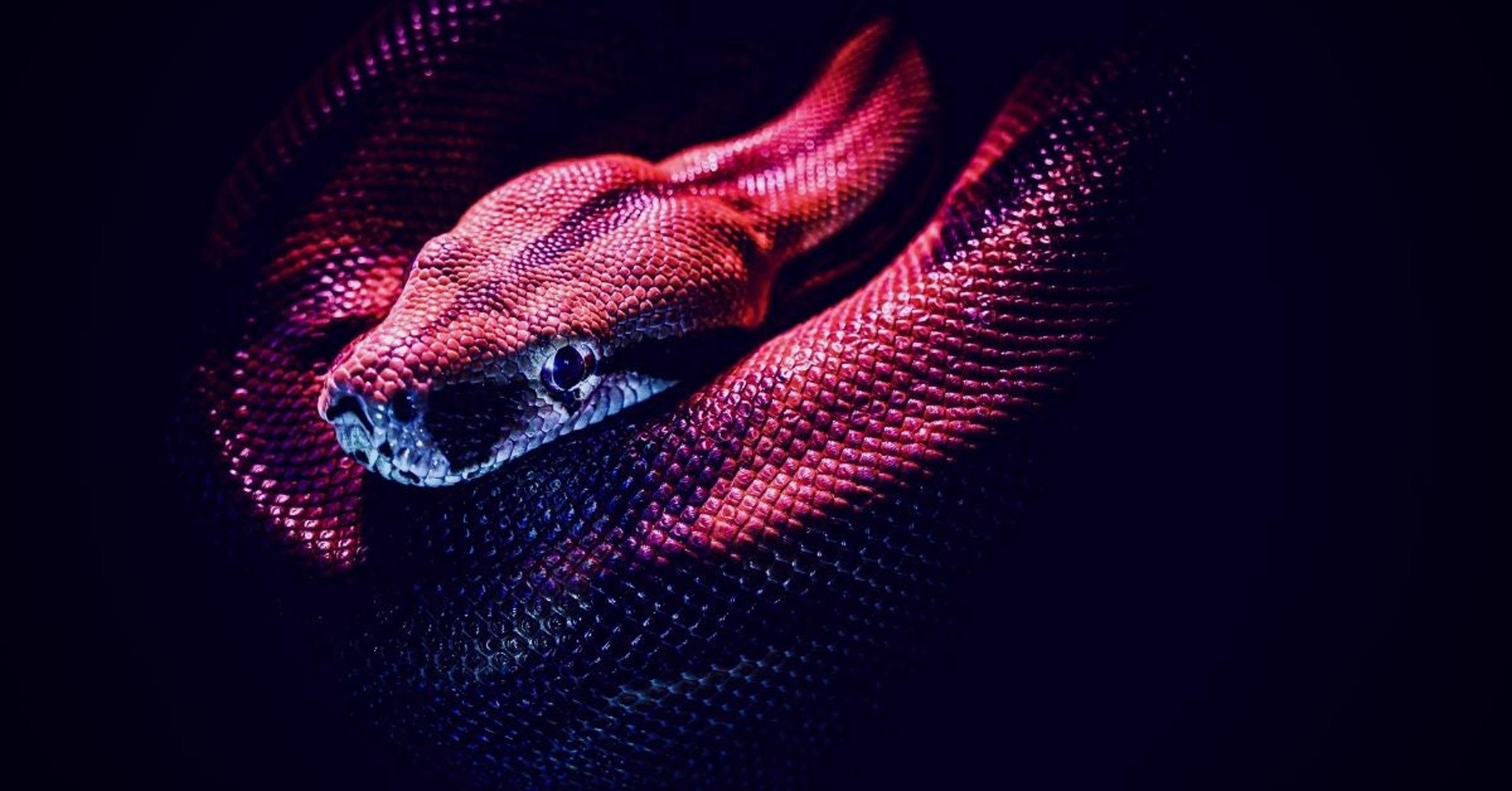 New-Snake-Ransomware-Adds-Itself-to-the-Increasing-Collection-of-Golang-Crimeware