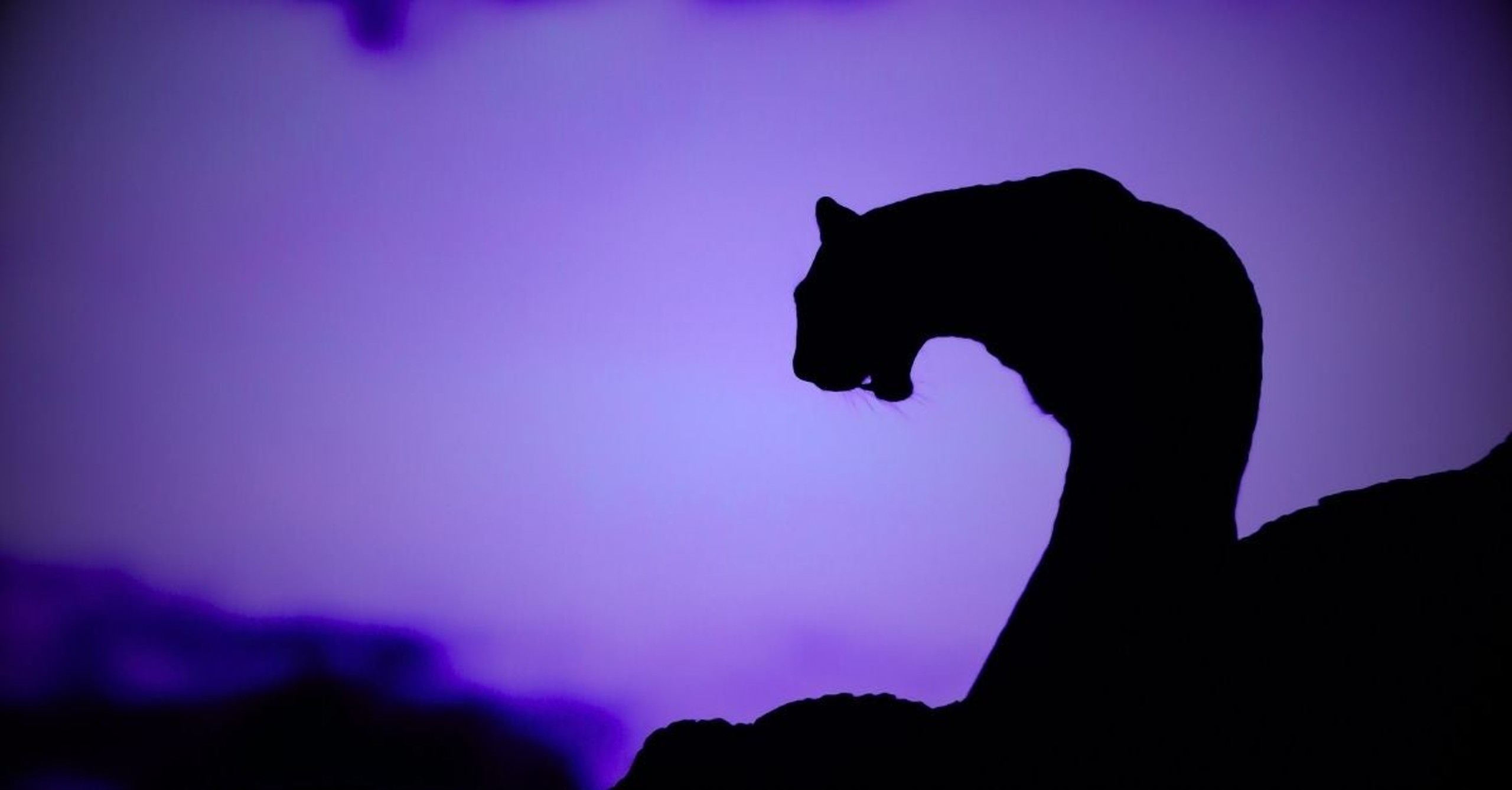 katz_2