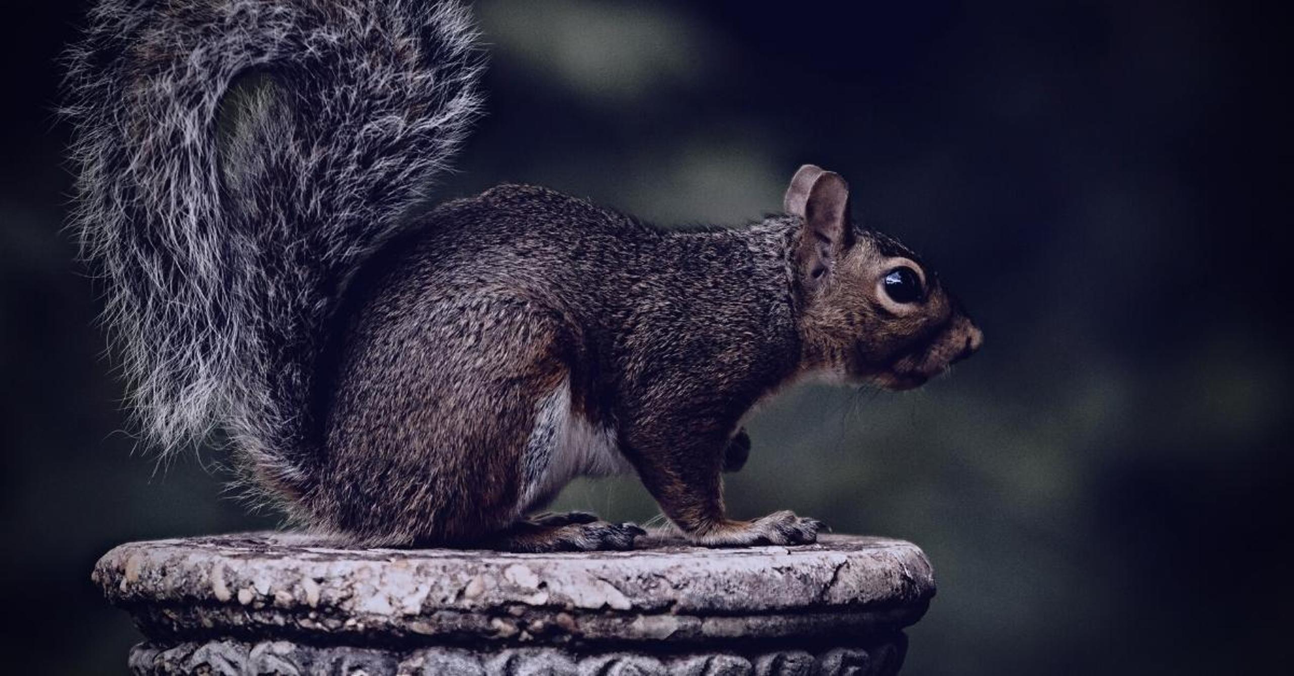 Is-SquirrelWaffle-the-New-Emotet-How-to-Detect-The-Latest-MalSpam-Loader-7