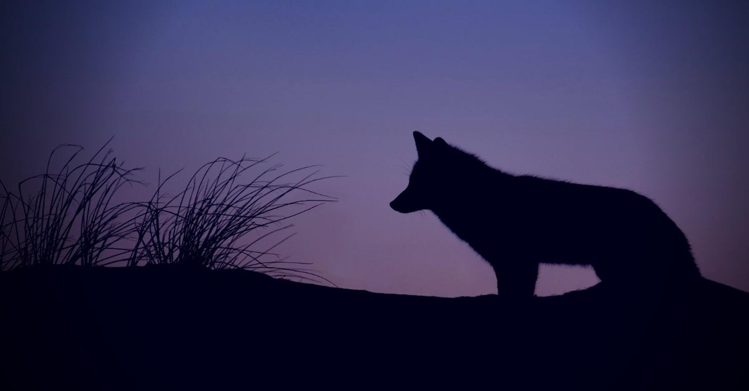 Purple Fox EK | New CVEs, Steganography, and Virtualization Added to Attack Flow