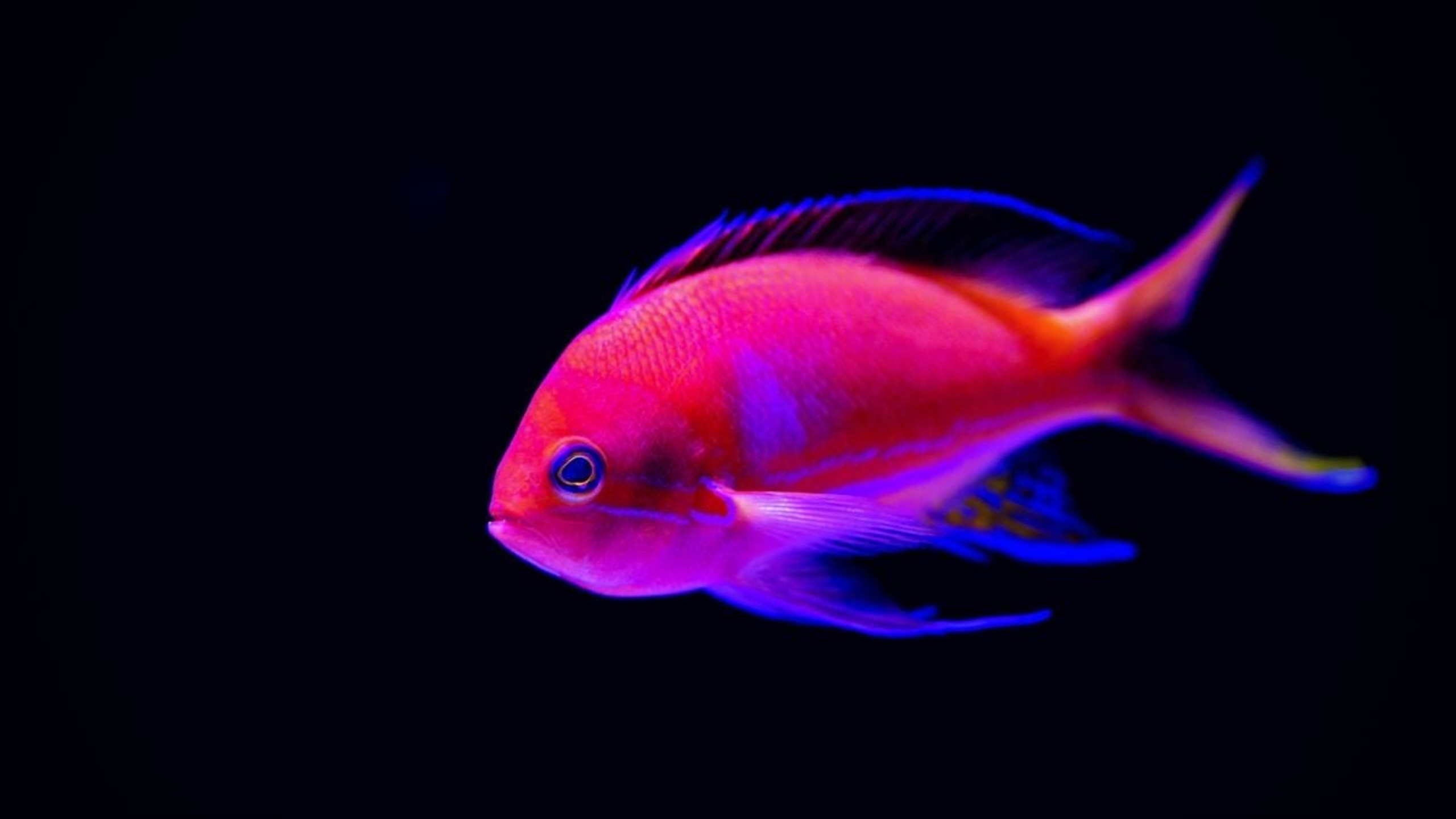 PHISHING-_-REVEALING-THE-MOST-VULNERABLE-TARGETS-1