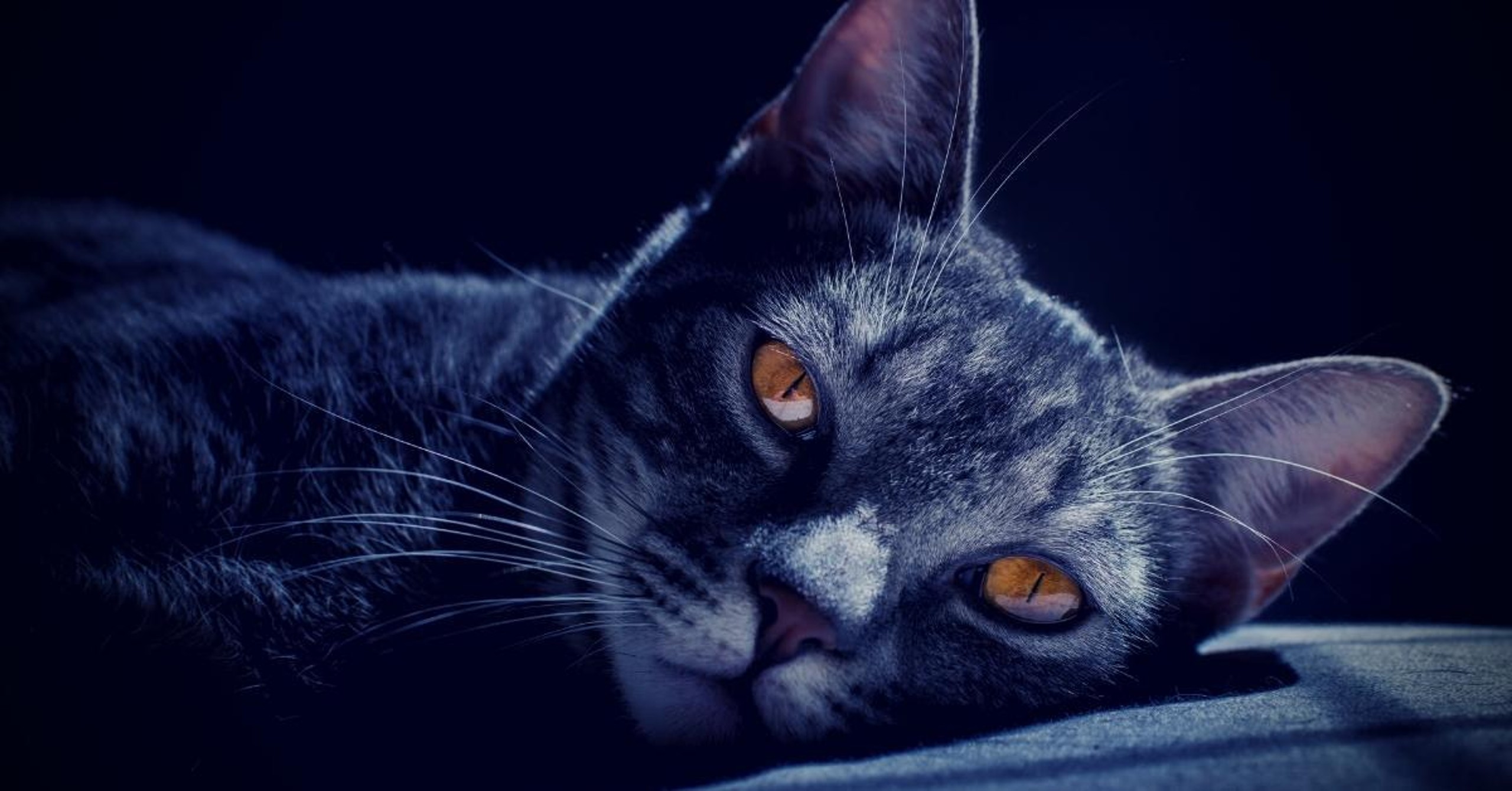 CatB-Ransomware-File-Locker-Sharpens-Its-Claws-to-Steal-Data-with-MSDTC-Service-DLL-Hijacking-3