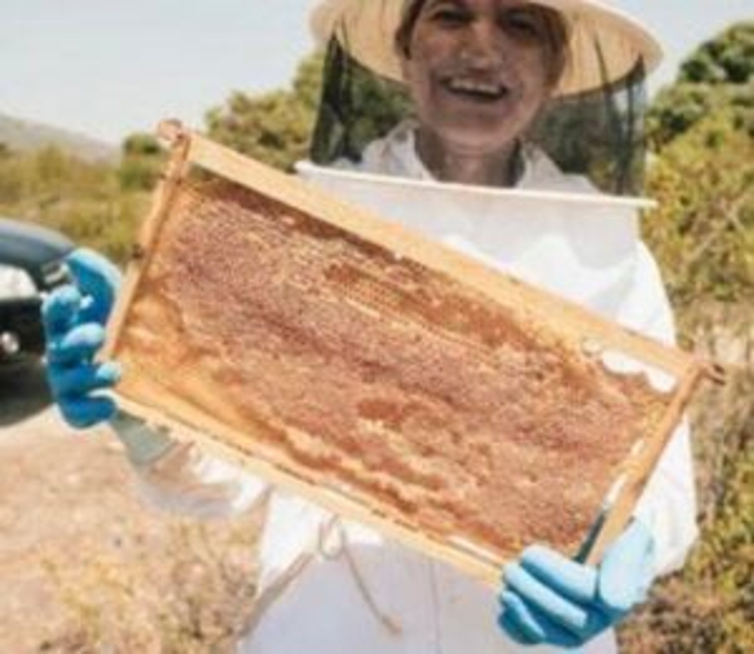 Blanca Galletero - Beekeeping