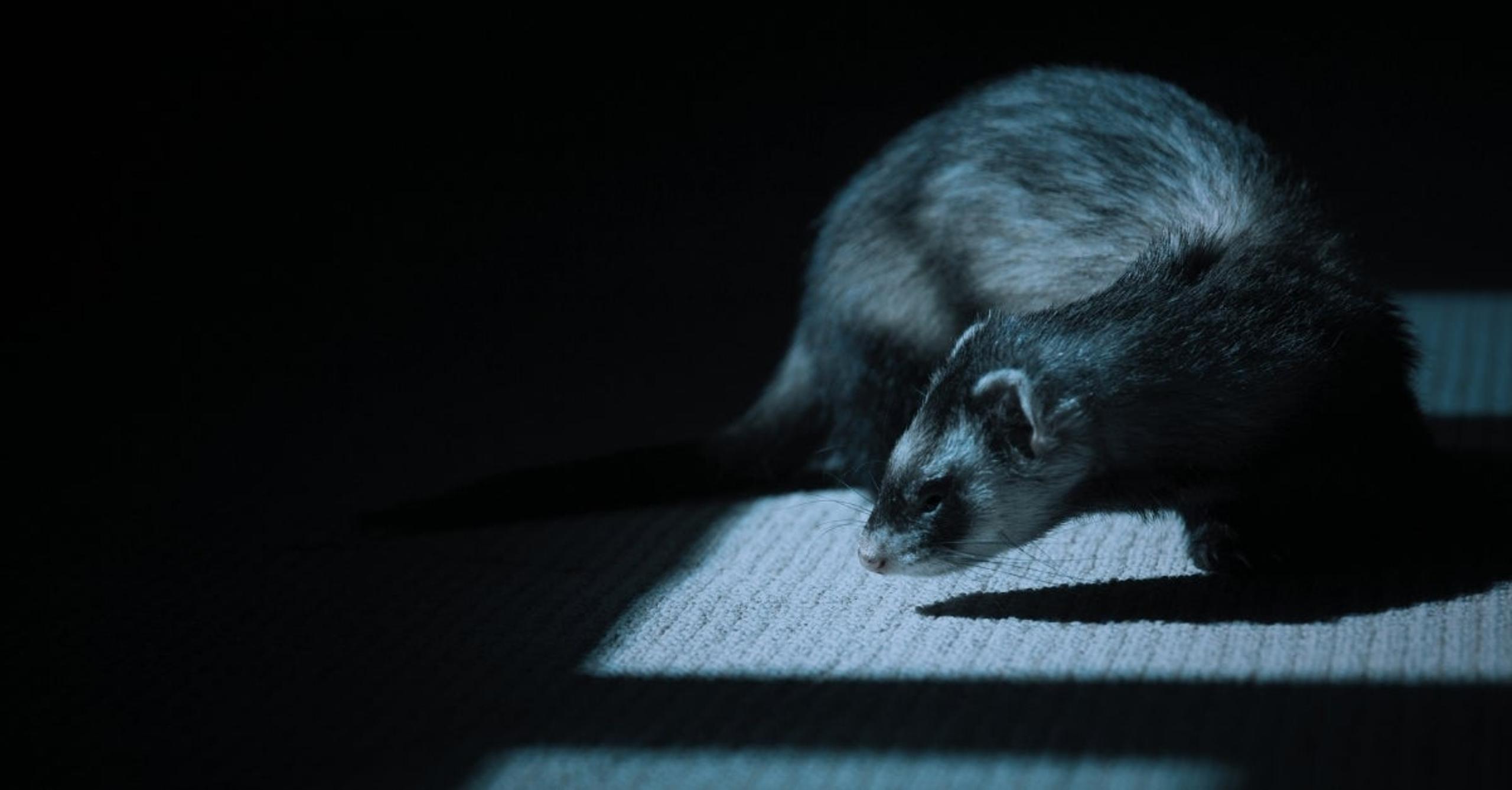 macOS FlexibleFerret | Further Variants of DPRK Malware Family Unearthed