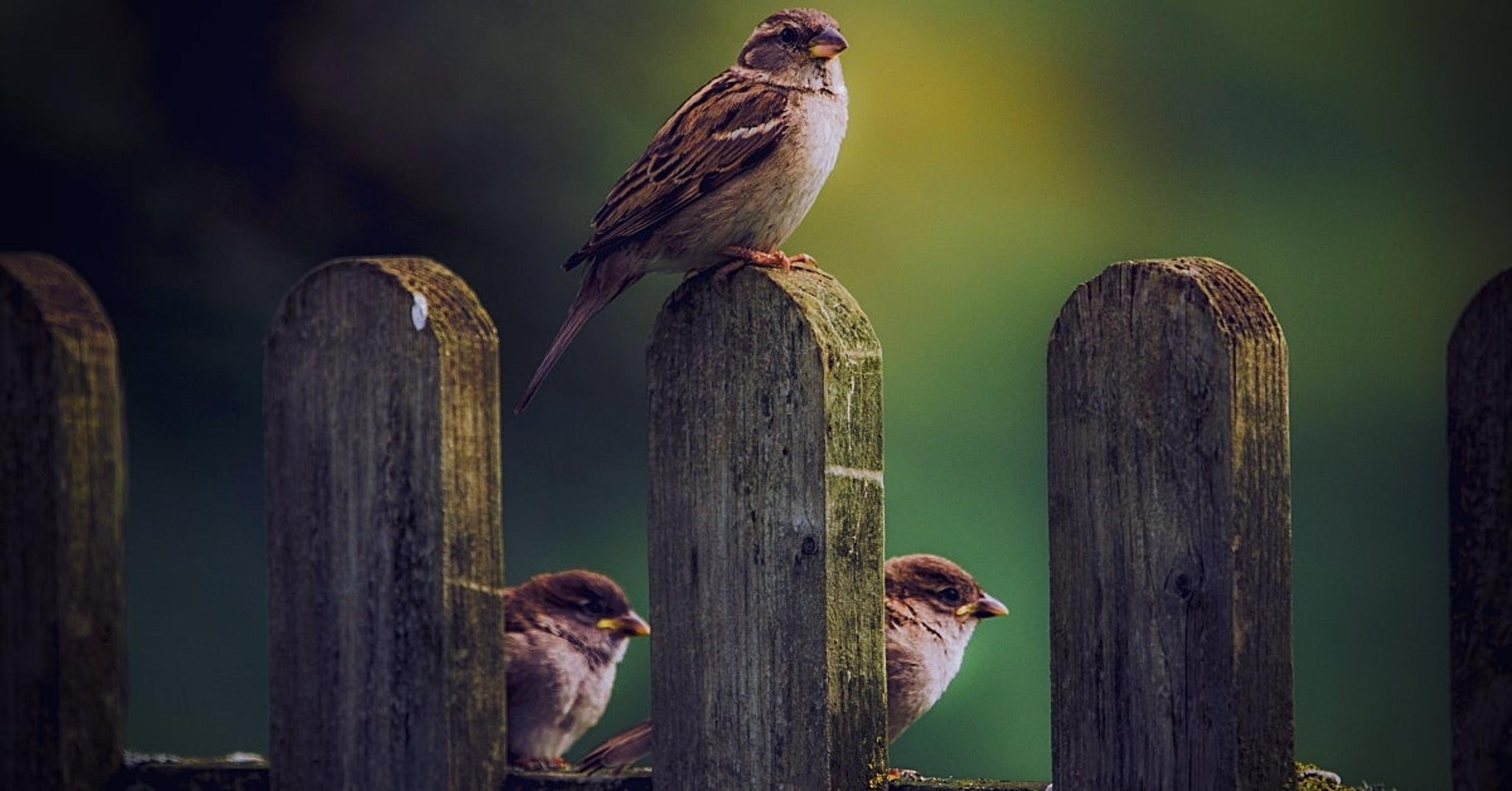 5-Things-You-Need-to-Know-About-Silver-Sparrow-1
