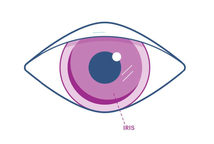 An illustration showing where the iris is in the eye.