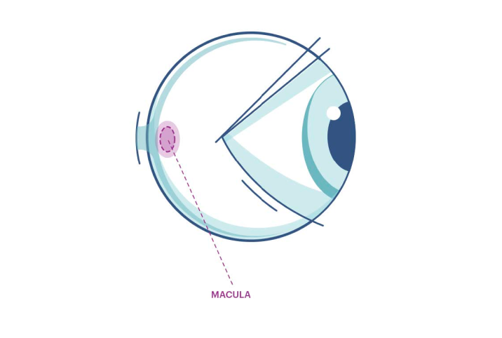 An illustration showing where the macula is in the eye.